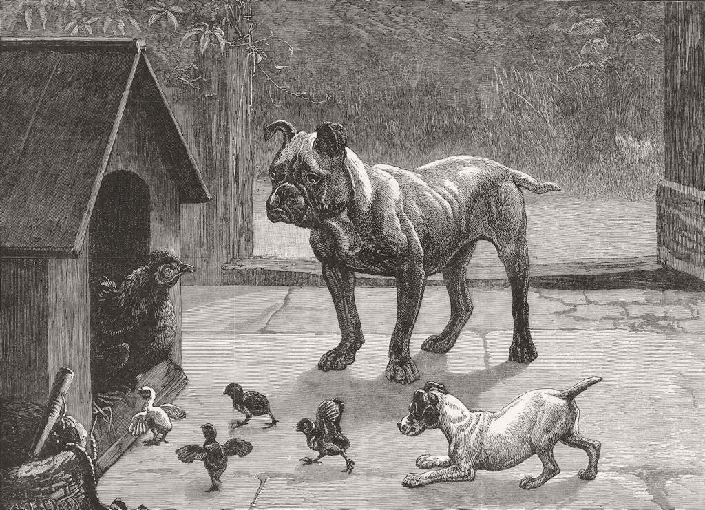 DOGS. Tenants rights 1884 old antique vintage print picture